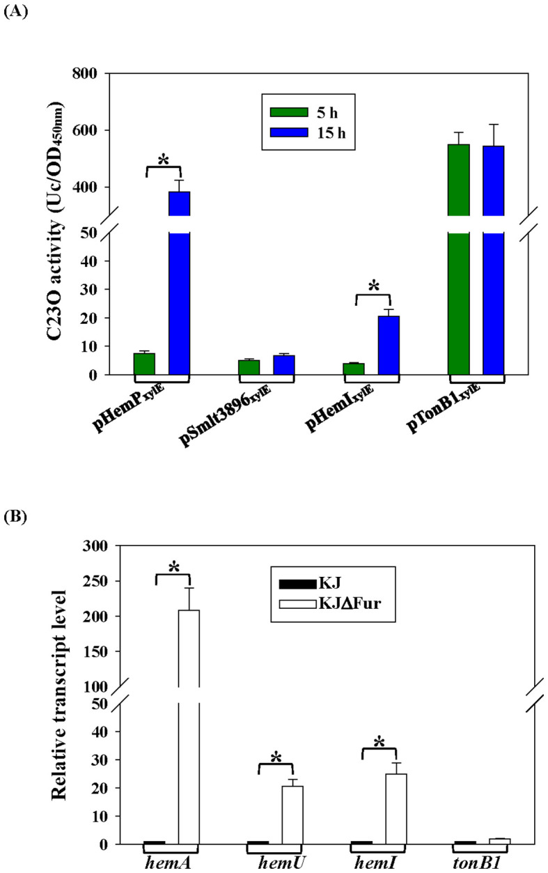 (A) Bar graph showing C23O activity measured at 450 nanometers, comparing four groups: pHemPxylE, pSmlt3896xylE, pHemIxylE, and pTonB1xylE after five hours (green) and fifteen hours (blue). Significant increases are marked with an asterisk. (B) Bar graph showing relative transcript levels for hemA, hemU, hemI, and tonB1 for two groups: KJ (black) and KJΔFur (white). Significant differences are marked with an asterisk.
