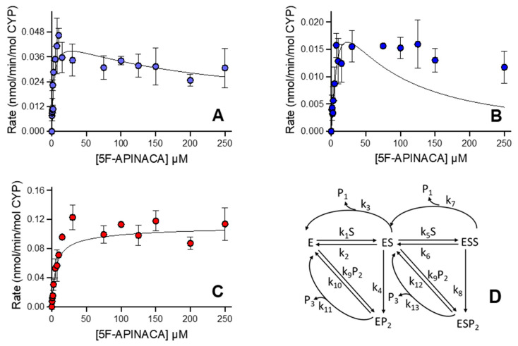 Steady-state metabolism of 5F-APINACA by CD-1 mouse liver microsomes fit to differential rate equations. Kinetic plots for 5F-APINACA-OH (A), and 5F-APINACA-(OH)2 (B), and 5OH-APINACA (C) from Figure 4 were refit globally to differential equations for individual rate constants for the mechanism shown in (D) and described in Materials and Methods. Each data point is an average of 12 replicates, and corresponding constants reported in Table 4.