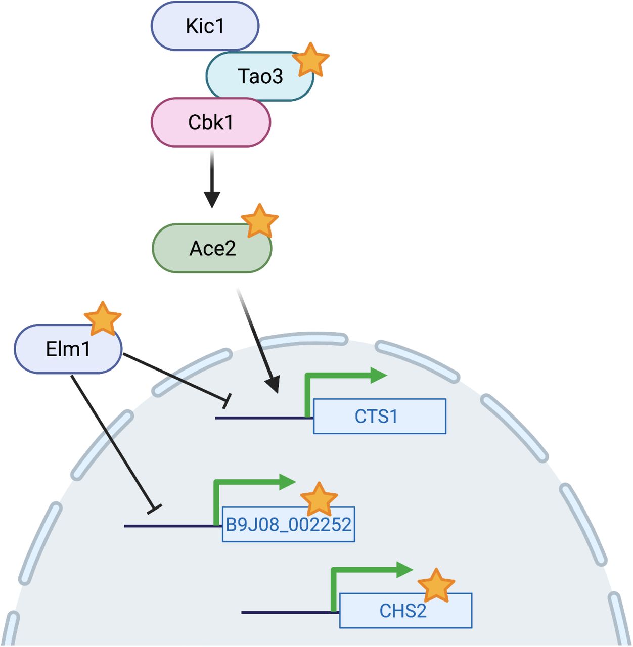 Proposed model for the regulation of morphogenesis in C. auris. Ace2 mediates cell separation through transcriptional upregulation of the putative chitinase CTS1. Conserved components of the RAM pathway Kic1 and Cbk1 interact through Tao3 to promote the transcription factor activity of Ace2. Elm1 is a negative regulator of CTS1; cells defective in Elm1 activity exhibit aberrant pseudohyphal morphology. Elm1 also serves as a negative regulator of B9J08_002252, which is associated with cell separation through unknown mechanisms. Genes identified as associated with aggregating or filamentous morphology through AtMT are indicated with stars.