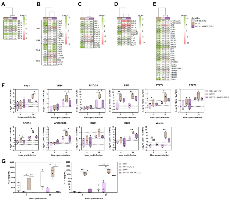 Effects of WIN 55,212-2 post-treatment on the antiviral response in human primary macrophages infected with MAYV. RNA-seq data from MDMs (n = 3) infected with MAYV and post-treated with WIN 55,212-2 at 24 h.p.i were analyzed. Heatmaps of gene expression involved in the antiviral response. The heatmaps were generated in R (v4.2.0), where each column represents a condition with a color: MDMs treated with WIN 55,212-2 (pink), MAYV-infected MDMs (beige), and MDMs treated with WIN 55,212-2 post-MAYV infection (purple). Each heatmap displays Log2FC values for selected genes, with upregulation (green) and downregulation (red) indicated. Genes with a p-value < 0.05 were included, and those with a Log2FC ≥ 1 or ≤−1 were considered significantly upregulated or downregulated, respectively. Heatmaps of Interferon regulatory factors (IRFs) (A), Interferons (IFNs) and their receptors (B), JAK-STAT mediators and negative regulators (C), cytokines and chemokines dependent on STAT signaling (D), and Interferon-stimulated genes (ISGs) (E). MDMs were either infected with MAYV (MOI 0.5) for 2 h or left uninfected. Subsequently, they were post-treated with WIN 55,212-2 (10 µM) or left untreated at 37 °C with 5% CO2. Cells and supernatants were harvested at 6 and 24 h.p.i. Cell lysates were processed, and RT-qPCR was used to quantify the expression of selected genes. (F) Logarithm of fold change (Log2FC) ratios for IFNβ1, IFNλ1, IL27p28, EBI3, STAT1, STAT3, SOCS1, APOBEC3A, ISG15, ISG20, and Viperin. (G) Cell culture supernatants were collected, and ELISA quantified the concentrations of chemokines. Production of CCL-2 and CCL-5. Friedman and Dunn’s tests were performed. Data are presented as box-and-whisker plots showing the minimum and maximum values, with all individual data points displayed (n = 4). Significance: p < 0.05 (*), p < 0.01 (**).
