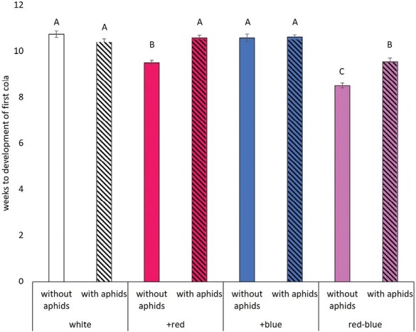 There was a significant interaction between light quality and herbivory during the time to the development of the first cola for hemp plants. Plants grown under white or +blue light were not impacted by the presence of herbivory. Plants grown under +red or red–blue light saw an increase in the time to the development of the first cola in the presence of aphid herbivores, and these times were different than the other light treatments. Letters represent statistical significance between treatment groups, and those that do not have overlapping letters are different.