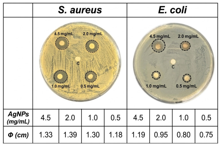 Antibiograms of AgNPs against Gram-positive (S. aureus) and Gram-negative (E. coli) bacteria. C corresponds to control without AgNPs. Փ refers to the diameter of the bacteria-free inhibition zones expressed in cm.