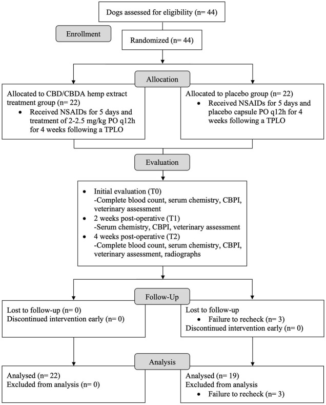 Flow diagram for a randomized, blinded, placebo-controlled design study to evaluate the effects of a cannabidiol (CBD) and cannabidiolic acid (CBDA) rich hemp product on post-operative pain, complete blood count, serum biochemistry, and early bone healing in dogs following a tibial plateau leveling osteotomy (TPLO).