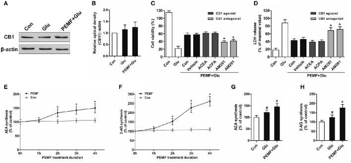 PEMF exposure regulated eCB/CB1R signaling. HT22 cells were treated with PEMF and glutamate according to protocol 3 for 24 h. Expression of CB1R was examined by western blot analysis (A). The data represent mean ± standard error from 6 experiments (B). After pretreatment with ACEA (30 μM), ACPA (30 μM), AM251 (10 μM), and AM281 (10 μM), cell viability (C) and neurotoxicity (D) were measured by WST and LDH assays, respectively. The data represent mean ± standard error from eight experiments. F-value (C) = 42.51, F value (D) = 14.27, *P < 0.05 vs. vehicle group. After single PEMF exposure for indicated times, synthesis of AEA (E) and 2-AG (F) was assayed by LC-MS/MS. The data represent mean ± standard error from six experiments. F-value (E) = 9.823, F-value (F) = 10.56, *P < 0.05 vs. control (Con) group. After treatment with PEMF and glutamate according to protocol 3 for 24 h, synthesis of AEA (G) and 2-AG (H) was assayed by LC-MS/MS. The data represent mean ± standard from six experiments. F-value (G) = 5.806, F value (H) = 7.496, #P < 0.05 vs. control (Con) group. *P < 0.05 vs. Glu group.
