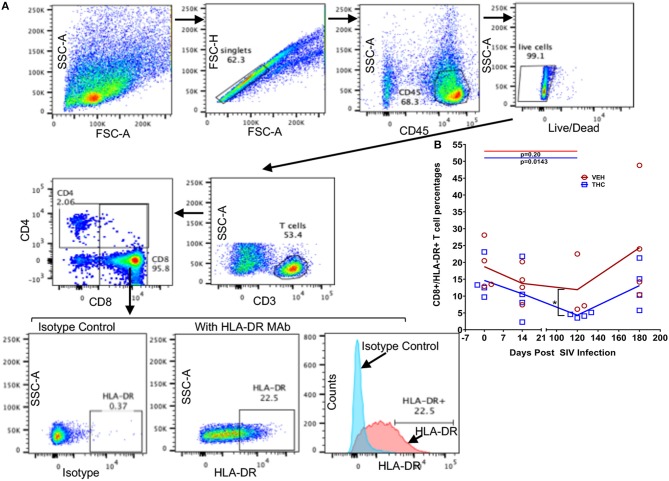 Delta-9-tetrahydrocannabinol (Δ9-THC) administration inhibited HLA-DR expression in intestinal CD8+ T cells after SIV infection. Gating strategy for HLA-DR expression from a representative VEH/SIV rhesus macaque (A). Cells were gated first on singlets, CD45 (lymphocyte common antigen), followed by live cells, and then on CD3+ T cells. T-cells were further gated on CD3+CD4+ and CD3+CD8+ T cell subsets. The percentages of total HLA-DR expression in CD8+ T cells are shown in the bottom row where the positive HLA-DR expression was compared to the isotype control both in the dot plots and histograms. (B) THC/SIV rhesus macaques showed reduced percentage of CD8+ T cells expressing the late activation marker HLA-DR at 120 days post SIV compared to VEH/SIV rhesus macaques. Note that data from only three VEH/SIV rhesus macaques were available for the 120 days post-infection time point as LPL yields from one animal were insufficient for flow cytometry. Open red circles- VEH/SIV, Open blue squares- THC/SIV. Horizontal red and blue lines with P-values denote comparisons between time points within the VEH/SIV and THC/SIV groups, respectively. Left black brackets with an asterisk indicate statistical significance (p = 0.0286) between the VEH/SIV and THC/SIV groups for a given time point. Connecting blue and red lines (B) denote mean values of the respective population in the THC/SIV and VEH/SIV groups, respectively. Flow cytometry analysis to determine the effect of Δ9-THC on HLA-DR expression in intestinal CD8+ T cells of SIV-infected rhesus macaques was performed once with three to four individual animals as biological replicates per group. Flow cytometry data were analyzed using linear mixed models with immune-marker outcomes being dependent variables, and treatment status (VEH vs. Δ9-THC) and days since the start of treatment (0, 14, 120, 180) being independent variables with fixed effects. Differences between two time points were analyzed using the Mann-Whitney U-test employing the Prism v5 software (GraphPad software). A p-value of ≤0.05 was considered significant.