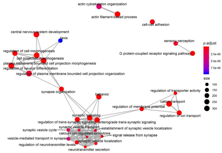 Network analysis and enrichmap on Biological Process, a component of Gene Ontology analysis. Data show an overall modulation of synapse plasticity and neurotransmission.