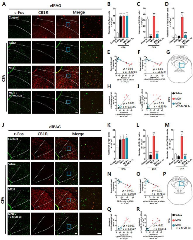 Changes in CB1R in the vlPAG and dlPAG after i.n. administration of MCH in the CFA-induced inflammatory pain model. Histological examination of immunofluorescent tissue sections from the vlPAG (A–I) and dlPAG (J–R) of mice showing the activation of CB1R in the vlPAG and dlPAG 2 h after the i.n. administration of MCH (10 μg/30 μl) on the 4th day after CFA injection. A MCH1R antagonist, TC-MCH 7c (10 mg/kg, i.p.), was administered 30 min prior to treatment with MCH. Cells positive for CB1R (red) and/or c-Fos (green) in the vlPAG (A) and dlPAG (J) were visualized under a microscope. CB1R- and/or c-Fos-positive cells in the vlPAG (B–D) and dlPAG (K–M) were counted. PAG structure: vlPAG region (G) and dlPAG region (P). Scale bar: 100 and 30 μm. All groups: n = 6. *p < 0.05, ***p < 0.001 vs. the Control group, ### p < 0.001 vs. the CFA group, and &&& p < 0.001 vs. MCH group. The data were analyzed with a one-way ANOVA followed by Newman–Keuls post hoc tests (B–D and G–I). Data are expressed as means ± SEM. The expression levels and activation of CB1R in the vlPAG and dlPAG, respectively, were correlated with paw withdrawal frequency (E,F,N, and O) or with those in the mPFC (H,I,Q, and R). The r-values were analyzed with the Spearman rank correlation coefficient. vlPAG: ventrolateral PAG; dlPAG: dorsolateral PAG; CB1R: cannabinoid 1 receptor.