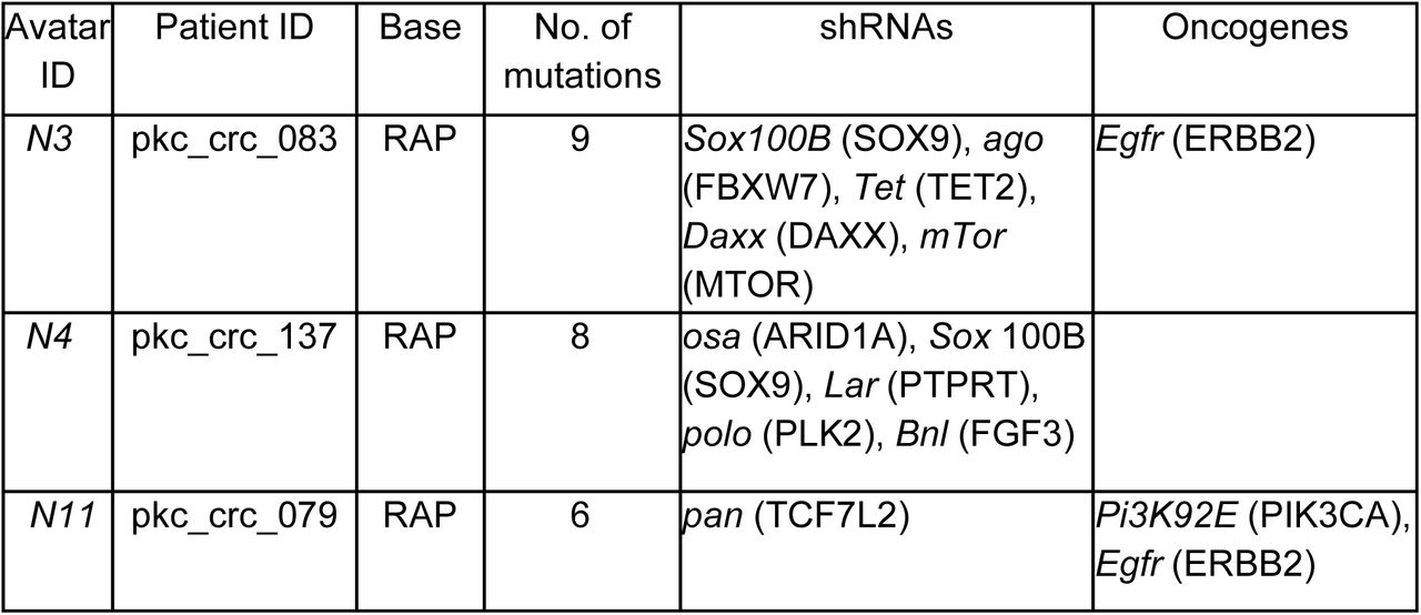 Summary of the selected three patient-derived colorectal cancer Fly avatars and their genetic alterations