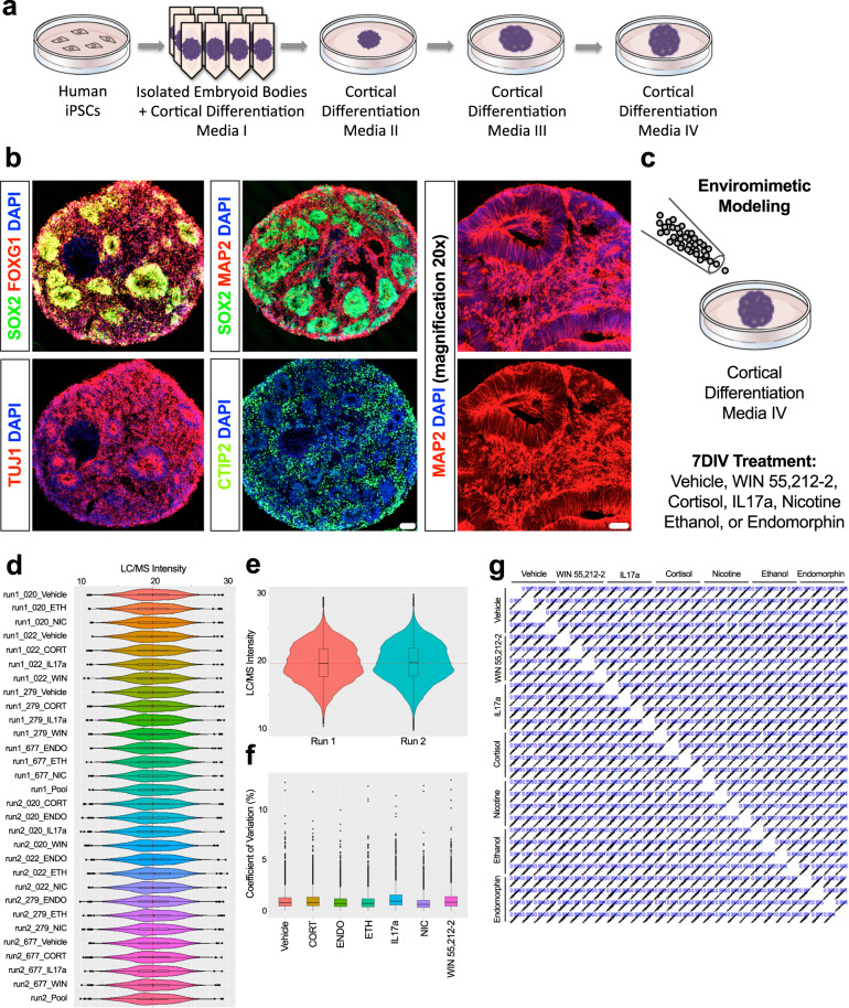 Enviromimetic forebrain organoids exhibit robust reproducibility.a Schematic of Human-Derived Dorsal Forebrain Organoid Culturing Pipeline. To generate dorsal forebrain organoids, iPSCs from healthy adult donors were expanded, dissociated into a single-cell suspension, and transferred to ultra-low adherence V-bottom plates. This allowed dissociated iPSCs to proliferate in-suspension to yield highly uniformed (i.e., size constricted) embryoid bodies that were morphologically consistent across wells, plates, and biological donors. In subsequent culturing stages, embryoid bodies were transferred to ultra-low adhesion 6 cm dishes and sequentially transferred through a series of cortical differentiation media (CDM2–4). b Human-Derived Organoids Exhibit Robust Neural Induction and Prototypical Forebrain Developmental Markers Consistent with Early Corticogenesis. As a quality control checkpoint, a pseudorandom assortment of human-derived dorsal forebrain organoids were sampled, drop-fixed, cryosectioned, and immunostained for prototypical forebrain developmental markers. Given the pre-established construct validity of this model, we focused our quality control assessments on the expression of neural stem cells (SOX2 + ; green), forebrain-specific progenitors (FOXG1 + ; red), pan-neuronal markers (TUJ1 + and MAP2 + ; both red in relevant panels), and forebrain-specific early-born neurons (CTIP2 + ; green). This evaluation revealed the expected morphologies of forebrain-specific organoids (e.g., the presence of ventricles, ventricular zones, and developing cortical plates). In addition, all neural-related and forebrain-specific antigens were observed in cultures from all biological donors, indicating the successful assumption of a restricted dorsal forebrain fate. c Schematic of Enviromimetic Treatment Regime. To model exposure to our various narcotic and neuropsychiatric-related enviromimetic risk factors, we chronically treated human-derived dorsal forebrain organoids with a variety of widely-utilized compounds used to study the acute and/or developmental effects of drug exposure and/or environmental risk factors related with mental illnesses. More specifically, this comprised a 7DIV exposure to the cannabinoid receptor agonist WIN 55,212-2, the maternal risk factor IL17a, the human stress hormone cortisol, nicotine, ethanol, and the μ-opioid agonist endomorphin. To ensure consistency across conditions and biological donors, treatments were simultaneously administered to parallel batches of organoids that had been generated from the same originating pool of iPSCs for each human donor. Likewise, all human donor samples were cultured simultaneously and maintained in parallel. d Box plots of Raw TMT-LC/MS Intensities Indicates Robust Reproducibility of 3D Organoid Cultures Across Biological Donors and Replicates. To unbiasedly establish the reproducibility of our culturing pipeline, we adapted cutting-edge Tandem Mass Tag (TMT) chemistry and high-performance liquid-chromatography/mass-spectrometry (LC/MS) to computationally map the molecular composition of human-derived 3D dorsal forebrain organoids from an isobarically-barcoded condensed pool. This real-time detection strategy thus reduces technical noise and variation, and enables rapid high-content sampling of our various treatment conditions. Our TMT-LC/MS dataset identified 40,452 peptides that could be mapped to 5,120 proteins. Based on statistical thresholds and expression levels, 4857 of these proteins could be quantified. Here we present raw TMT-LC/MS intensities for all individual human donors including all possible permutations relating to our enviromimetic treatment conditions. As shown, the distribution of TMT-LC/MS intensities was extremely similar across all groups and biological donors, indicating robust reproducibility of our 3D dorsal forebrain organoids across all biologics and conditions. e Violin Plots of Raw TMT-LC/MS Intensities Reveal No Evidence of Batch Variance. Because of the large number of samples studied here (n = 30 samples in total including pools/internal references, comprising n = 28 human samples for analysis), our TMT-LC/MS analysis had to be split into two 16-plex runs. We therefore sought to determine the reproducibility of our raw TMT-LC/MS datasets across distinct batches of organoids, donors, and treatment conditions. Splitting raw TMT-LC/MS intensities as a function of batch revealed that raw TMT-LC/MS intensities exhibited remarkably similar distributions as denoted in violin plots provided in (1e). f Comparable Coefficients of Variation Across Protein Intensities of All Groups. We next sought to compute coefficients of variation for protein intensities to examine the relative variability within and between our various narcotic and neuropsychiatric-related enviromimetic treatment groups. This analysis once more revealed that all groups exhibited similar coefficients of variation in protein expression, further indicating that our 3D dorsal forebrain cultures remained reproducible even after accounting for divergences in treatment allocation. g Correlation Matrix of All Donors and Groups Confirm Sample Reproducibility. Last, generation of a stringent correlation matrix revealed that there was robust correlation within treatment groups (oftentimes, r2 > 0.99) as expected. In sum, this unbiased statistical analysis confirmed that our culturing pipeline yielded reproducible 3D dorsal forebrain tissue across donors, conditions, and independent batches. For all panels, each donor sample was treated with all experimental compounds. This yielded n = 4 iPSC donors x n = 7 treatment groups for a total n of = 28 experimental samples for LC/MS analysis. Scale bar in b = 100 μm for whole organoid images and 60 μm for ×20 magnification of MAP2 immunostaining.