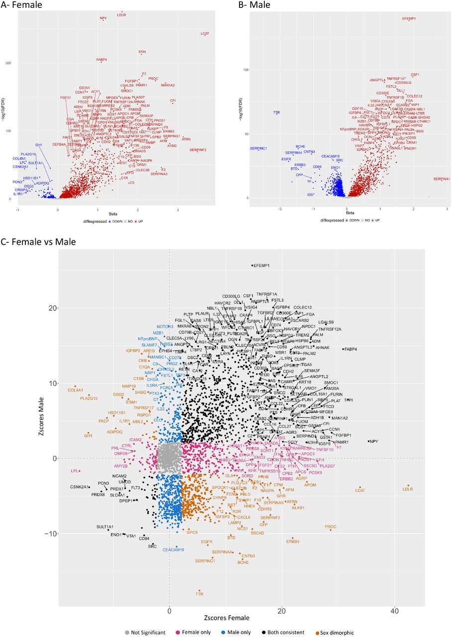 Proteome-wide association analysis of metAgeGap in males and females.(A) Volcano association plot of for females and (B) for males. Horizontal axis depicts the effect estimate and the vertical axis shows the strength of the association (-log10 of the FDR). (C) Comparison of associations (Z-scores) between males and females. Pink circles are protein associated in females only, blue in males only, black circles are proteins associated with metAgeGap in both sexes and orange are the proteins associated with metAgeGap in both sexes but with opposite effects (dimorphic).
