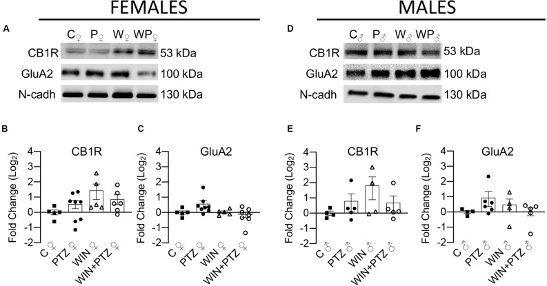 Expression levels of membrane-bound CB1R and AMPAR subunit GluA2 in females and males. (A) Representative Western blots of membrane-bound CB1R and GluA2, in females and (D) males. (B) Quantification of membrane-bound CB1R levels in females (C, n = 5; PTZ, n = 8; WIN, n = 5; WIN + PTZ, n = 6). (C) Quantification of membrane-bound GluA2 levels in females (C, n = 5; PTZ, n = 8; WIN, n = 5; WIN + PTZ, n = 7). (E) Quantification of membrane-bound CB1R levels in males (C, n = 4; PTZ, n = 5; WIN, n = 4; WIN + PTZ, n = 5). (F) Quantification of membrane-bound GluA2 levels in males (C, n = 4; PTZ, n = 6; WIN, n = 4; WIN + PTZ, n = 5). N-cadherin was used as protein loading control for all gels.