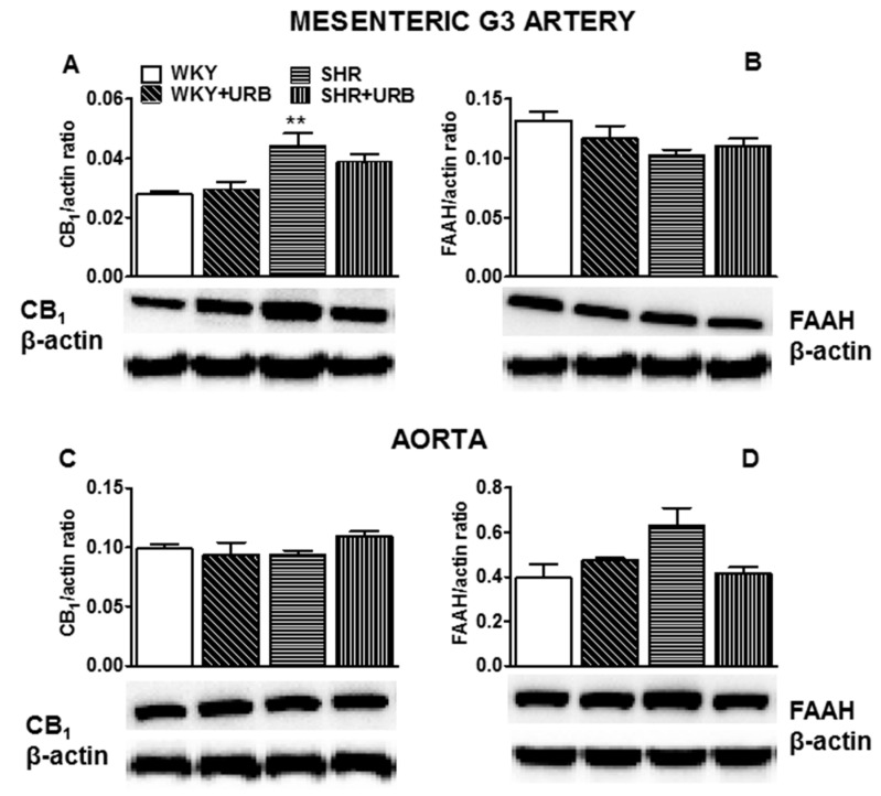Western blots of CB1 (A,C) and fatty acid amide hydrolase (FAAH; B,D) protein in the mesenteric G3 arteries (A,B) and aortas (C,D) of normotensive rats—control (WKY) and URB597-treated (WKY + URB)—or hypertensive rats—SHR and URB597-treated (SHR + URB). URB597 at 1 mg/kg or its vehicle was injected intraperitoneally every 12 h for 14 days. On the bottom of the panel, representative Western blots for CB1, FAAH, and β-actin (which served as the loading control) are shown. Mean ± SEM of 5–6 rats; ** p < 0.01 compared to the control group (* WKY).