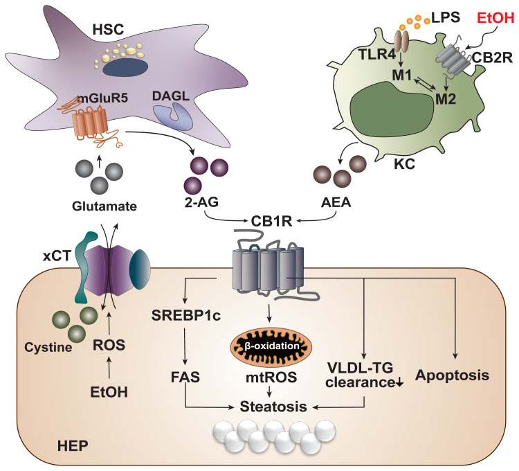 Cannabinoid signaling in the pathogenesis of alcohol-associated liver disease. Alcohol is mainly metabolized in hepatocytes (HEP) of the liver during which reactive oxygen species (ROS) is generated as a cellular stress response. The generated ROS stimulates and activates a cystine/glutamate antiporter (xCT) for the influx of cystine in exchange for the efflux of glutamate. The excreted glutamate then binds to a metabotropic glutamate receptor 5 (mGluR5) expressed in the neighboring hepatic stellate cells (HSC), inducing the production of 2-arachidonoyl glycerol (2-AG) by diacylglycerol lipase (DAGL). 2-AG produced in the HSC binds to cannabinoid-1 receptors (CB1R) expressed in the plasma membrane of neighboring HEP to induce de novo lipogenesis via the upregulation of sterol regulatory element-binding protein 1c (SREBP1c) and fatty acid synthase (FAS). This forms a bidirectional paracrine loop pathway through which HEP and HSC in close proximity can metabolically regulate each other. Activation of CB1R can also induce β-oxidation of fatty acids in mitochondria, generating mitochondrial ROS (mtROS), which ultimately contributes to the accumulation of fat, or steatosis. Activated CB1R perturbs the excretion of triglyceride (TG) in the form of TG-rich very low-density lipoprotein (VLDL), further contributing to hepatic steatosis. CB1R activation is also known to induce apoptosis of cells. Kupffer cells (KC) normally become activated via the lipopolysaccharide (LPS)/toll-like receptor 4 (TLR4) stimulation and acquire a pro-inflammatory (M1) phenotype. However, when the CB2R expressed in Kupffer cells are stimulated by ethanol, they obtain an anti-inflammatory (M2) phenotype. Activated Kupffer cells then produce arachidonoyl ethanolamide (AEA), which also binds and activates CB1R in the neighboring HEP.
