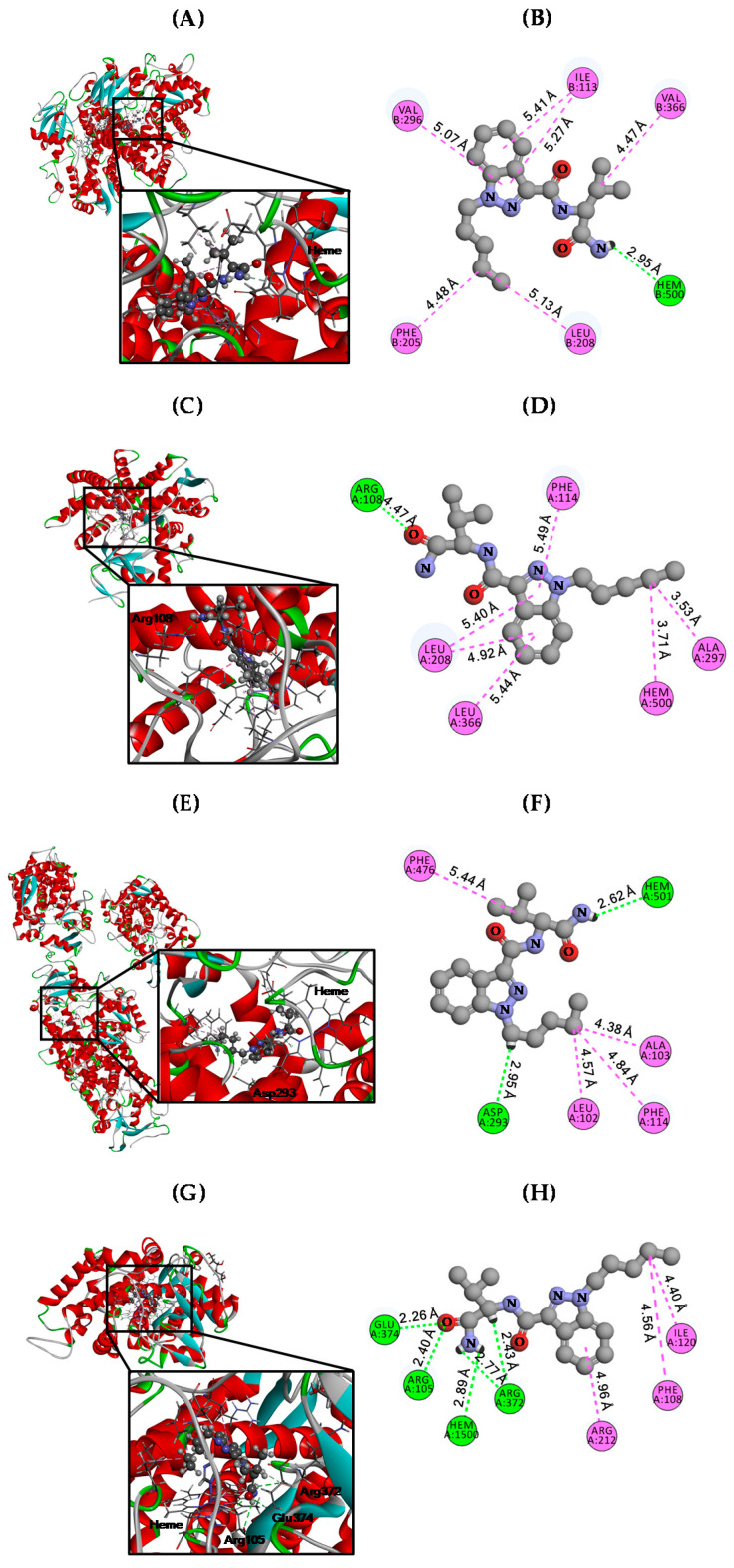 Structural docking analysis of AB-PINACA with CYP2C8 (A,B), CYP2C9 (C,D), CYP2C19 (E,F), and CYP3A4 (G,H). Mechanisms of molecular action of AB-PINACA with each CYP are shown in 3D structures (A,C,E,G) and 2D plots (B,D,F,H). The favorable binding of AB-PINACA to the active pocket of each CYP is shown in 3D structures. The hydrogen bonds and hydrophobic interactions between AB-PINACA and each of the CYPs are shown in 2D plots. The docking scores (kcal/mol) are summarized in Table 3. Green, hydrogen bonds; pink, hydrophobic interactions.