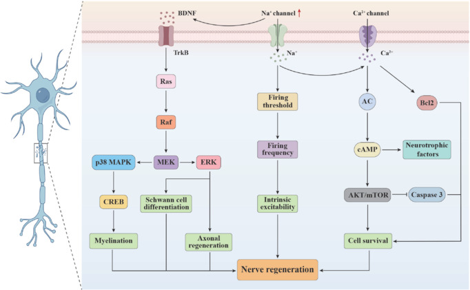 Molecular mechanisms of neuronal regeneration mediated by VGSCs.VGSC promotes neuronal regeneration through three key signaling pathways: (1) activation of the BDNF/TrkB-Ras-ERK-MAPK cascade to facilitate myelination and axonal regeneration; (2) regulation of sodium ion influx to increase neuronal excitability; and (3) modulation of the calcium channel-cAMP-neurotrophic factor-AKT/mTOR axis to promote neuronal survival. AC: Adenylate cyclase; AKT/mTOR: protein kinase B/mammalian target of rapamycin; Bcl2: B-cell lymphoma 2; BDNF: brain-derived neurotrophic factor; cAMP: cyclic adenosine monophosphate; CREB: cAMP response element-binding protein; ERK: extracellular signal-regulated kinase; MEK: MAPK/ERK kinase; p38 MAPK: p38 mitogen-activated protein kinase; Raf: rapidly accelerated fibrosarcoma; Ras: rat sarcoma; TrkB: tropomyosin receptor kinase B; VGSC: voltage-gated sodium channel.