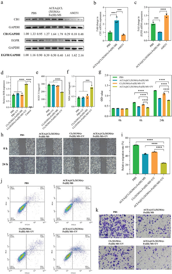 ACEA@CL(XGMA)‐Fe(III) MS + UV regulated CB1/EGFR signaling and oxidative stress in SW480 cells by releasing ACEA and generating ROS, thus offering synergistic anti‐tumor activities. a–c) ACEA released from ACEA@CL(XGMA)‐Fe(III) MS activated CB1 expression and inhibited EGFR expression (a), increased transcription of CB1 (b), and descreased transcription of EGFR (c), whereas the CB1 antagonist, AM251, had opposite functions. n = 3. d–f) Combining CL(XGMA)‐Fe(III) MS and UV exposure significantly increased ROS production (d), lowered SOD levels (e), and improved MDA levels (f). Control: PBS‐treated SW480 cells, but without adding the ROS probe. n = 3. g) ACEA@CL(XGMA)‐Fe(III) MS + UV significantly inhibited proliferation of SW480 cells. n = 3. h) ACEA@CL(XGMA)‐Fe(III) MS + UV significantly hindered migration of SW480 cells. i) Quantitative analysis of relative migration rates in different groups. n = 3. j) Flow cytometry revealed the increased proportion of cell apoptosis following ACEA@CL(XGMA)‐Fe(III) MS + UV treatment. k) ACEA@CL(XGMA)‐Fe(III) MS + UV presented a synergistic inhibitory effect on invasion of SW480 cells. ***, p < 0.001; ****, p < 0.0001. MS: microsphere; CB1: cannabinoid receptor 1; EGFR: epidermal growth factor receptor; ROS: reactive oxygen species; SOD: superoxide dismutase; MDA: malondialdehyde; UV: ultraviolet; OD: optical density; PBS: phosphate buffer solution.