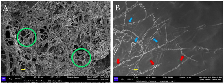 Scanning Electron Microscope (SEM) micrographs at 1000X showing differences in mycelium development of Fusarium oxysporum f. sp. cannabis. (A) Control mycelium with continuous and normal hyphae and branching; (B) mycelium with swelling and vacuolation of the hyphae present in an interaction zone between F. oxysporum f. sp. cannabis and the bacterial consortium formed by Gluconacetobacter diazotrophicus, Herbaspirillum seropedicae and Burkholderia ambifaria. Scale bars (in yellow) 10 µm.
