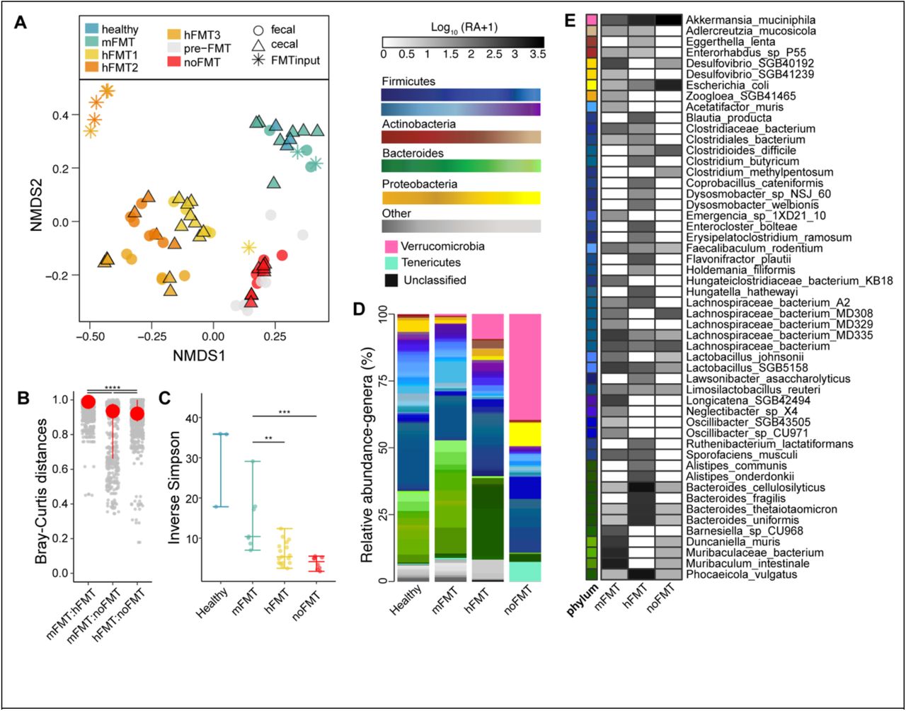 FMT source determines species composition post-transplantation, regardless of C. difficile clearanceA) NMDS of Bray-Curtis dissimilarity (stress= 0.1390) and B) Bray-Curtis distances based on bacterial species identified in fecal and cecal samples from mice. Asterisks denote significance (**** p < 0.0001) determined using Kruskal-Wallis test, with a post-hoc Dunn test. C) Inverse Simpson Diversity of bacterial species identified in cecal samples. Asterisks denote significance (** p < 0.05) determined using Kruskal-Wallis test, with a post-hoc pairwise Wilcoxon rank-sum test. D) Average relative abundance of bacterial genera identified by MetaPhlAn4 from cecal samples of mice. E) Mean log10-transformed (CPM + 1) of named bacterial genera significantly different in abundance across treatment groups compared to mice treated with mFMT (based on MaAsLin2; linear model with BH correction, q ≤ 0.01).