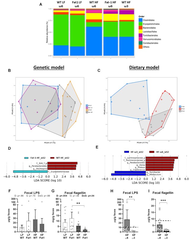 The endogenous production and supplementation of ω3-PUFA similarly modifies the gut microbiota profile in feces. (A) Bacterial relative abundance at the order level of the five treated groups after 12 wk of treatment. (B−C) Principal Coordinate Analysis (PCoA) based on unweighted Unifrac distance matrix for (B) genetic model (coordinate 1 and 2 accounting for 17.1% and 11.8% of the variance, respectively) and (C) dietary model (coordinate 1 and 2 accounting for 17.7% and 13.4% of the variance, respectively). LEfSe analysis identifying significant differentially abundant genera in (D) genetic model between Fat-1-HF and WT-HF mice and (E) dietary model between HF-ω3 and HF-ω6 mice. “g” at the end of taxon denotes unclassified genus. Fecal levels of lipopolysaccharide (LPS) and flagellin (FliC) in the genetic model (F, G, respectively) and the dietary model (H, I, respectively). Values are means ± SEM of n = 9–13 mice per group. For the genetic model: two-way ANOVA followed by Tukey’s post-hoc test. P-values of main effects for diet (D) and gene (G) or diet × gene (D × G) interaction are recorded under the title of each graph. For the dietary model: one-way ANOVA followed by Dunnett’s post-hoc test compared to HF-ω6 group. Dotted line represents LF-ω6 group as a reference. **P < .01, ***P < .001.