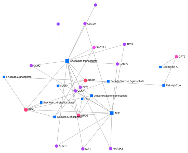 Network analysis of gene–metabolite associations in MCF-7/Adr cells following cannabidiol treatment. Significantly differentially expressed genes were identified by RT-qPCR, and their associated metabolites were determined using the EnrichR platform with the Metabolomics Workbench Metabolites 2022 database. The interactions between these genes and metabolites were analyzed using MetaboAnalyst 6.0. Nodes represent genes (circles) and metabolites (squares), while edges indicate predicted associations. (Accessed 30 June 2025.)