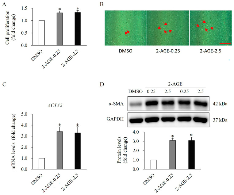 Effect of cannabinoid receptor 1 (CB1) agonist on the proliferation and differentiation of human dermal fibroblasts (HDFs). (A) Significant increase in the proliferation of HDFs treated with 0.25 or 2.5 μM 2-AGE, a CB1-selective agonist, for 48 h compared to dimethyl sulfoxide (DMSO)-treated cells. (B) Images (10× magnification) showing increased cellularity in HDFs. The red arrow represents proliferating cells. Scale bar, 50 μm. (C) Real-time polymerase chain reaction analysis showing a significant increase in mRNA levels in HDF treated with 0.25 or 2.5 μM 2-arachidonyl glyceryl ether (2-AGE), a CB1-selective agonist, for 48 h compared with DMSO-treated control cells. (D) Western blot analysis showing a significant increase in alpha-smooth muscle actin protein levels, a differentiation marker, in HDFs treated with 2-AGE for 48 h compared with DMSO-treated cells. Data are presented as mean ± SD; n = 3 (each group). * p < 0.05 vs. DMSO-treated control cells, which were set as 1.0.