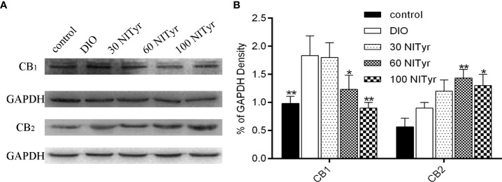 Effect of NITyr on the expression of CB1 and CB2 in brain. (A) Western blot analysis of CB1 and CB2. (B) CB1 and CB2 expressions were normalized that of GAPDH. The control or DIO group was treated with Poloxamer 188 aqueous solution. 30 NITyr, 60 NITyr and 100 NITyr were treated with 30 mg/kg NITyr, 60 mg/kg NITyr, 100 mg/kg NITyr, respectively. All values were expressed as means ± SD. (n = 3). * P < 0.05, ** P < 0.01, as compared with the DIO group.