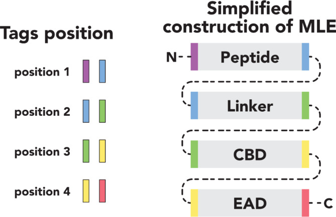 The MLEs construction scheme includes CBD – cell-wall binding domain and EAD – enzymatically active domain (according to Gerstmans et al., 202018).