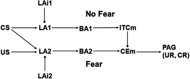 Schematic illustrating Model 1, which is adapted from Lafenêtre, Chaouloff, and Marsicano (LCM) (Lafenetre et al., 2007). BA1 and BA2 are excitatory projection neurons in BA, LA1, and LA2 are excitatory projection neurons in LA, and LAi1 and LAi2 are inhibitory interneurons in LA. Other abbreviations as in Figure 1. Biases are bBA1 = 0, bBA2 = 0, bCEm = 0, bITCm = 0, bLA1 = 2, bLA2 = 2, bLAi1 = 1, and bLAi2 = 1. Arrow and ball connections are positive and negative, respectively. All initial weights have absolute value 1 except those from CS to LA1 and LA2, which are 0.