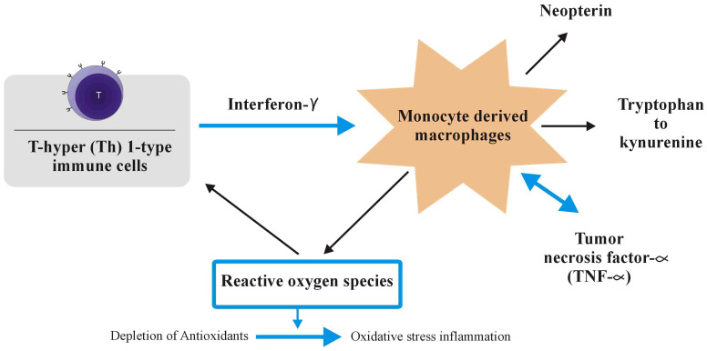 During the adaptive immune response, immune cells of the T-helper (Th)1 type that have been activated create cytokines like interleukin-2 or interferon (IFN). In monocyte-derived macrophages (M), IFN-, a pro-inflammatory cytokine, stimulates the production of reactive oxygen species (ROS), as well as the action of indoleamine-2,3-dioxygenase (IDO) and GTP-cyclohydrolase I, which are both involved in the alteration of tryptophan to kynurenine and the production of neopterin, respectively. The creation of tumour necrosis factor (TNF), which increases macrophage receptivity to pro-inflammatory IFN, is triggered by the formation of ROS, which also activate redox-sensitive signal transduction cascades. When cells’ antioxidant defences are continuously overwhelmed by ROS, oxidative stress and inflammation result.