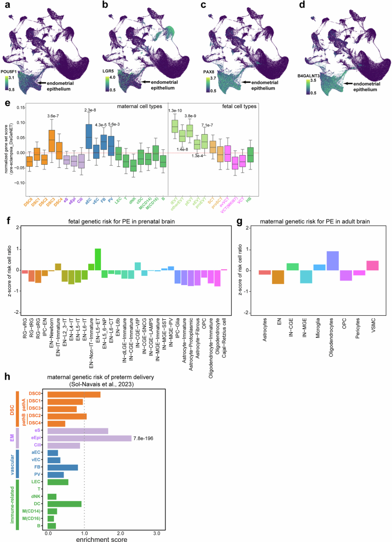 Identify vulnerable cell types in pregnancy complications.(a-d) UMAPs showing specific expression of POU5F1 (OCT4, a), LGR5 (b), PAX8 (c), and B4GALNT3 (d) in endometrial epithelial cells. (e) Aggregated preeclampsia gene set scores from DisGeNET across maternal and fetal cell types. Box plots, center line=median, box=IQR (25th-75th percentile), minima/maxima=lower/upper whisker (0.5×IQR) endpoints, and outliers are not shown; P values, two-tailed Wilcoxon rank-sum test with Benjamini-Hochberg correction. (f-g) Negative controls when performing SCAVENGE analysis in disease irrelevant tissues; no significant preeclampsia risk enrichment in prenatal (f) or adult (g) neuronal cells; (h) Enrichment of maternal GWAS risk for preterm delivery from an independent replication cohort53; P values, two-tailed Fisher’s exact test after Benjamini-Hochberg correction. Source data