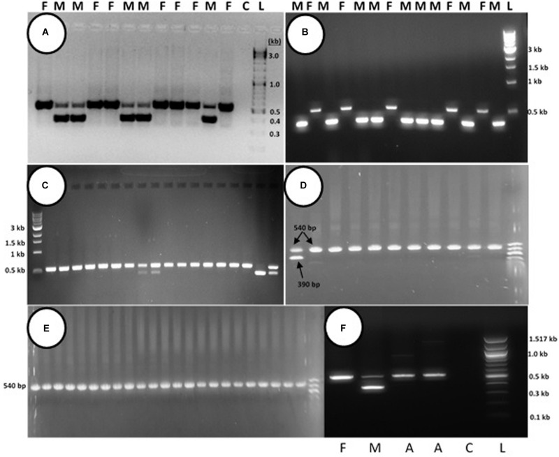PCR analysis to identify male and female seedlings of Cannabis sativa. In female plants, a band of approximately 540 bp in size was observed, while in male plants, a 390 bp size band was always observed and the 540 bp band was sometimes detected. (A,B) Strain “Moby Dyck” and “Blue Deity” showed a 5:7 and 9:5 ratio of male (M) and female (F) plants, respectively, from seeds derived from a male:female cross. (C) Strain “Healer” showed a 2:14 ratio of male:female plants. (D,E) All female plants derived from seeds resulting from hermaphroditic flowers of strains “Moby Dyck” (D) and “Space Queen” (E). (F) PCR analysis of anther tissues (A) showing female composition compared to male (M) and female (F) plants. Water control with no DNA (C) and 1 kb DNA ladder (NEB Quick-Load®) (L).