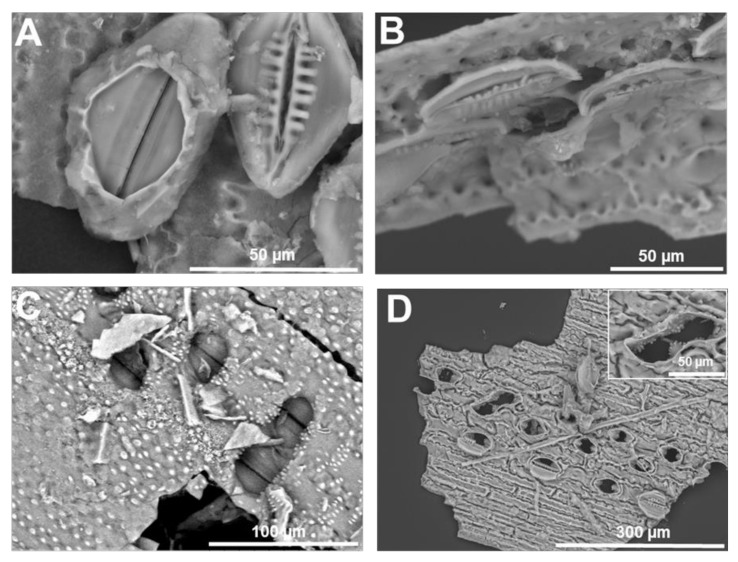 SEM images (topographic contrast) of different typologies of stomata on the stem of giant horsetail. (A) Two stomata possibly at different developmental stages (the one on the left is covered by a layer and is devoid of radiating ribs, while the stomata on the right is mature). (B) Transversal view of an adult stomata cut in half with details of the radiating ribs and neighbouring epidermal cells. (C) Sunken stomata interspersed among silicified papillae. (D) Naked and/or partially covered stomatal pores. Inset: detail of a bigger distorted stomatal pore with silicified projections. Images were taken using a HITACHI TM3000 TableTop scanning electron microscope.