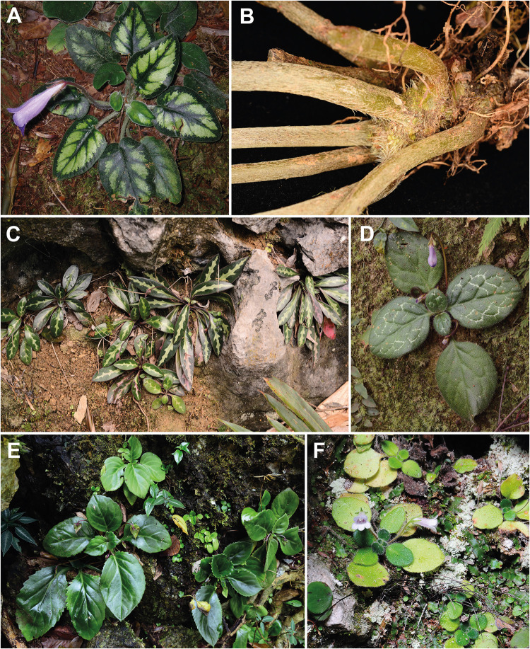 Phyllotaxy of Langbiangia and Primulina.(A) Langbiangia annamensis, photo by Maxim S. Nuraliev / CC BY-NC 4.0 (https://www.inaturalist.org/observations/38536524) (B) The acaulescent stem of Langbiangia scutellifolia. (C) Primulina minutimaculata. (D) Primulina dryas. (E) Primulina lungzhouensis. (F) Primulina minor. B–E by C.-L. Hsieh, and F by K.-F. Chung.
