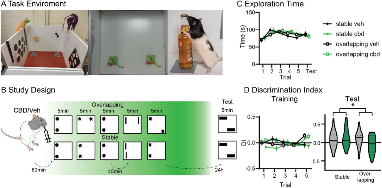 BehaviorA. Shown is the object exploration box (side view, top view and with animal). B. Study Design. Rats received orally either vehicle or CBD (cross-over) and 60min later were trained in the OS task with either Overlapping (one stable, one moving object location) or Stable (two stable object ‘locations) condition (5min trials, inter-trial-interval 45min) and ‘ tested 24h later. C. The exploration time remained stable for both conditions and treatment. D. There was no difference in discrimination index (DI) during training for treatment, but as expected in the fifth trial both showed positive DIs in overlapping. At test, there was a significant condition X treatment interaction (p=0.031). *p<0.05