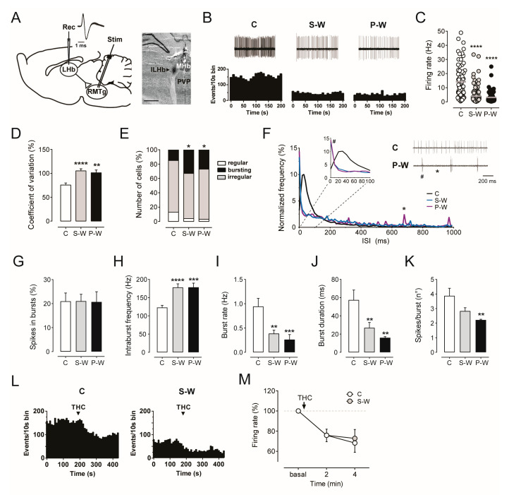 (A) On the left, diagram illustrating the experimental protocol for in vivo electrophysiological recordings in the LHb (rec) and stimulation in the RMTg (stim). Trace showing superimposed LHb neuron action potential waveforms. On the right, recording site for the LHb marked by the PSB dye (arrowhead) in a brain slice. Abbreviations: lLHb, lateral subdivision of LHb; MHb, medial habenula; PVP, posterior paraventricular thalamus. (B) Spontaneous activity of LHb neurons encountered in a rat belonging to the C, S-W, and P-W groups [top]. Each rate histogram (bottom) represents the neuronal activity of a single neuron. Graphs showing the mean firing rate (C) and the mean percentage of CV (D) (C, n = 9 rats, 72 cells; S-W, n = 10 rats, 107 cells; P-W, n = 4 rats, 58 cells). (E) The bar graph shows that the number of bursting neurons in S-W and P-W rats is increased. (F) Graph displaying averaged normalized frequency of inter-spike intervals (ISI) from LHb neurons recorded from C, S-W, and P-W rats. The enlargement of the first 100 ms shows that LHb cells from withdrawn animals fire with shorter inter-spike intervals, as expected from burst firing cells. On the right, example traces from C and P-W rats illustrate dissimilar intervals among action potentials. In P-W rats, the # points at intervals among spikes within the burst (~10 ms), the * points at intervals between bursts (~700 ms). Graphs showing the mean percentage of spikes in bursts (G) (C, n = 9 rats, 72 cells; S-W, n = 10 rats, 107 cells; P-W, n = 4 rats, 58 cells), the mean intraburst frequency (H), the mean burst rate (I), the mean burst duration (J), and the mean number of spikes per burst (K) (C, n = 9 rats, 64 cells; S-W, n = 10 rats, 69 cells; P-W, n = 4 rats, 39 cells). (L) Rate histogram showing the decreased firing rate induced by THC in LHb neurons from C and S-W rats. (M) Averaged time course of firing rate decrease following THC administration (C, n = 9; S-W, n = 7). Data are expressed as mean or percentage of baseline ± SEM. One-way or two-way ANOVA for repeated measures followed by Dunnett test, Sidak test, or chi-square test when appropriate. **** p < 0.0001, *** p < 0.001, ** p < 0.01, * p < 0.05.