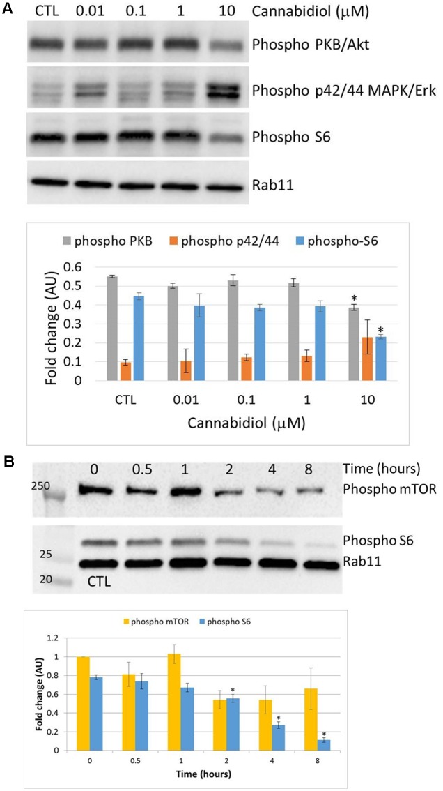 Cannabidiol-induced mTOR and S6 dephosphorylation. (A) Representative blots of CBD dose response (10-5–10-8 M) on PKB, p42/44, and S6 phosphorylation, top panel. CTL denotes cells treated with vehicle alone. (B) Time course up to 8 h of S6 and mTOR phosphorylation with and without CBD (10-5 M), top panel. Bottom panels show the intensity of protein bands normalized to Rab11, calculated as fold difference from controls (mean ± SEM), n = 3 (∗p < 0.05).