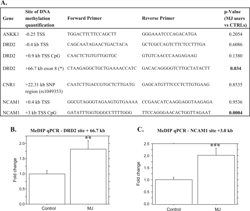 a List of the regions where DNA methylation level has been quantified, with related p-value, from the comparison between MJ users and CTRLs. (*) This site was designed as close as possible to the Taq1A SNPs, ANKK1 gene. b c Bar plots related to unpaired t-test, comparing MJ users and control subjects, for b +66.7 kb from TSS, DRD2 gene and c +3 kb from TSS (UCSC Genome Browser on Human Dec. 2013 (GRCh38/hg38) Assembly)