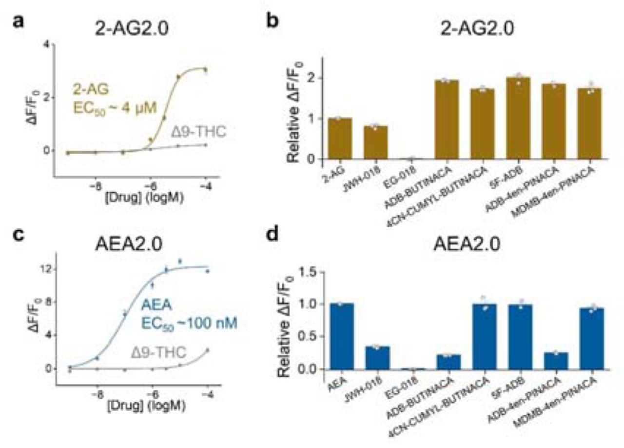 Response of 2-AG2.0 and AEA2.0 to synthetic cannabinoids and phytocannabinoidsa, c. Dose–response curves for 2-AG2.0 (a) and AEA2.0 (c) in response to Δ9-THC, and their respective ligands (AEA or 2-AG). The calculated EC50 values are indicated in the plots.b, d. Summary of the fluorescence response measured in HEK293T cells expressing 2-AG2.0 (b) or AEA2.0 (d) following application of the indicated endocannabinoids (2-AG or AEA) and various synthetic cannabinoids. All responses are relative to the maximum response elicited by 2-AG (for 2-AG2.0) or AEA (for AEA2.0).