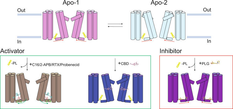 Activation and inhibition of TRPV2 by various ligands.The vanilloid pocket of ligand-free TRPV2 is occupied by lipids and demonstrates auto-stimulation of the selectivity filter (SF, or upper gate), as observed in-between two TRPV2 apo structures (TRPV2apo-1, PDB-ID: 6U84 and TRPV2apo-2, PDB-ID: 6U86). Two ligand-dependent activating mechanisms of TRPV2 are displayed. The presence of C16, probenecid, 2-APB (PDB-ID: 7T37) or RTX (PDB-ID: 6OO7) at different locations in TRPV2 displace the lipid from the vanilloid pocket (note: RTX only activates a modified TRPV2 form). In contrast, CBD (PDB-ID: 6U8A and 6U88) is unable to repel the lipid from the vanilloid pocket. PLG (PDB-ID: 6WKN) inhibition is achieved via the replacement of the lipid in the vanilloid pocket. The arrows indicate approximate molecular shifts.
