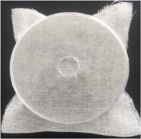 Petri dishes utilized for residual bioassay.