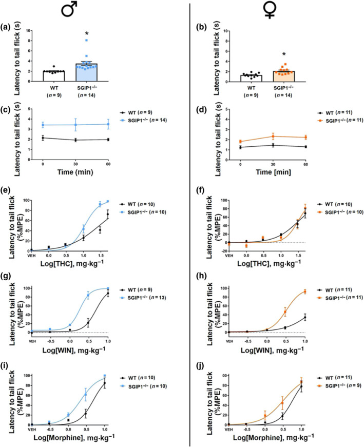 SGIP1−/− mice have an anti‐nociceptive phenotype. To assess anti‐nociception, we used the tail immersion test (TIT). The tip of the mouse's tail was immersed into a water bath of 52°C, and the latency to flick the tail was measured. We measured the latencies in three trials with 30‐min inter‐trial intervals and averaged the responses. Both sexes of SGIP1−/− mice have prolonged latencies to flick the tail (males: a, females: b). Lower panel graphs show that there is no significant difference between the individual trials, averaged in (a) and (b) (males: c, females: d). To assess the anti‐nociceptive effect of CB1 receptor agonists or an opioid, mice were i.p. injected with increasing doses of THC (0, 1, 3, 10, 30, and 50 mg·kg−1), WIN 55,212‐2 (WIN; 0, 0.3, 1, 3, and 10 mg·kg−1), or morphine (0, 0.3, 1, 3, 10, and 30 mg·kg−1), and after 1 h, the tail flick was measured. THC dose–response curve is shifted to the left in male SGIP1−/− mice (e), but both female SGIP1−/− and WT mice showed similar responses in the TIT (f). The WIN dose–response curve is shifted to the left, which indicates decreased nociception in SGIP1−/− mice of both sexes compared to WT controls (males: g, females: h). We observed a similar leftward shift in male and female SGIP1−/− mice in the morphine dose–response experiment (i). For the dose–response experiments, the data are plotted as percentage of the maximal possible efficacy (%MPE). The data were analysed by parametric t test (b), Mann–Whitney U test (a), and two‐way ANOVA with repeated measures (c, d). The calculated ED50 values of the curves from panels (e)–(j) are shown in Table 1. Data are presented as means ± SEM. *P < .05, significantly different from WT