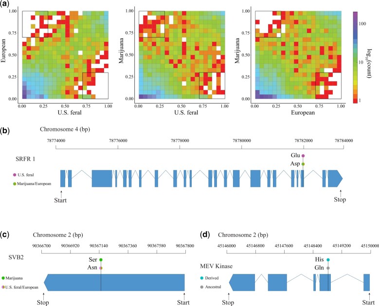 Positive selection in C. sativa. a) Derived joint site frequency spectrums showing the derived nonsynonymous allelic diversity between US feral, European, and Marijuana subpopulations. X and Y axes indicate the frequency of alleles within each bin (squares). The number of derived alleles with each frequency bin is color coded according to the logarithmic scale. The bolded black squares indicate derived alleles at ≥70% frequency. b) SRFR1 gene model showing the 3 letter codes for the most frequent amino acid substitution within each subpopulation. c) SVB2 gene model showing the 3 letter codes for the most frequent amino acid substitution within each subpopulation. d) Gene model for MEV kinase showing the 3 letter codes for the most frequent amino acid substitution under species-wide positive selection.