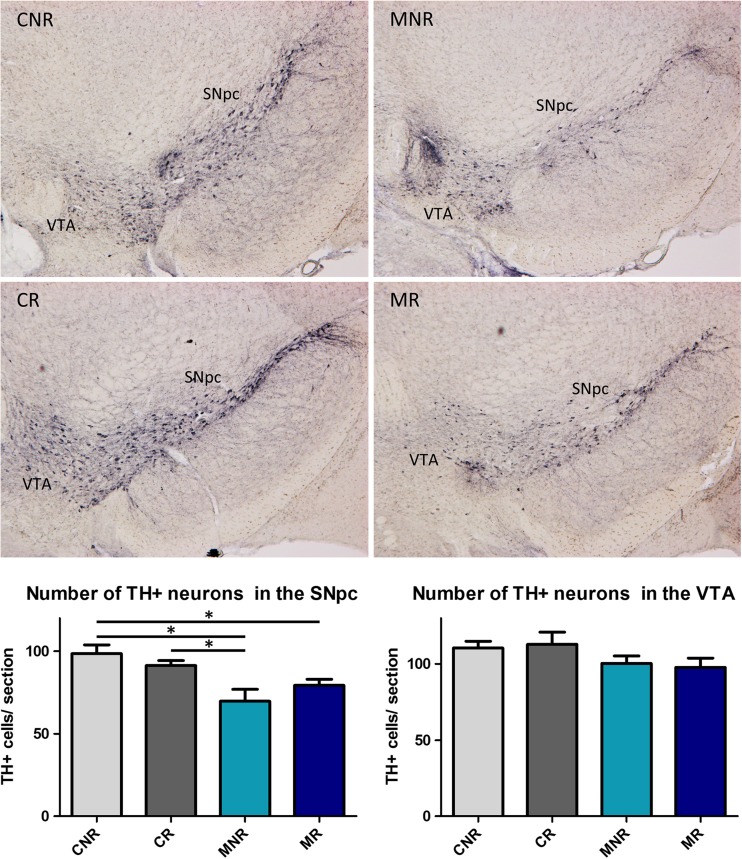 TH+ neurons in the SNpc and VTA. The upper panel shows a representative picture for each of the four treatment groups and the lower panel shows the average number of TH+ neurons in the SNpc and the VTA per treatment group. *p < 0.05, mean + SEM, n = 5 for CNR and MR and n = 4 for CR, and MNR for both brain areas. CNR control not running, CR control running, MNR MPTP-treated but not running, MR MPTP-treated and running, SNpc substantia nigra pars compacta, VTA ventral tegmental area