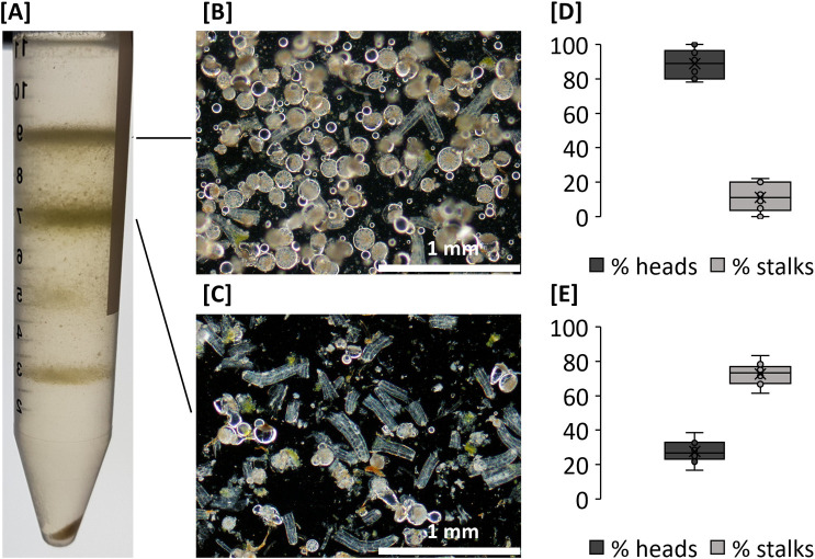 Purification of glandular trichome heads and glandular trichome stalks from a heterogenous mix of C. sativa flower epidermal tissues.[A] Heterogenous mix of epidermal tissues separated by percoll gradient centrifugation. [B] Glandular trichome heads collected at the interphase of the 0% and 30% Percoll boundary and [C] glandular trichome stalks collected at the interphase of the 30% and 45% Percoll boundary. Purity estimates for [D] glandular trichome head fraction and [E] glandular trichome stalk fraction. Boxplots for percent (%) head and stalk counts for each fraction are shown based on image analysis. N = 10.