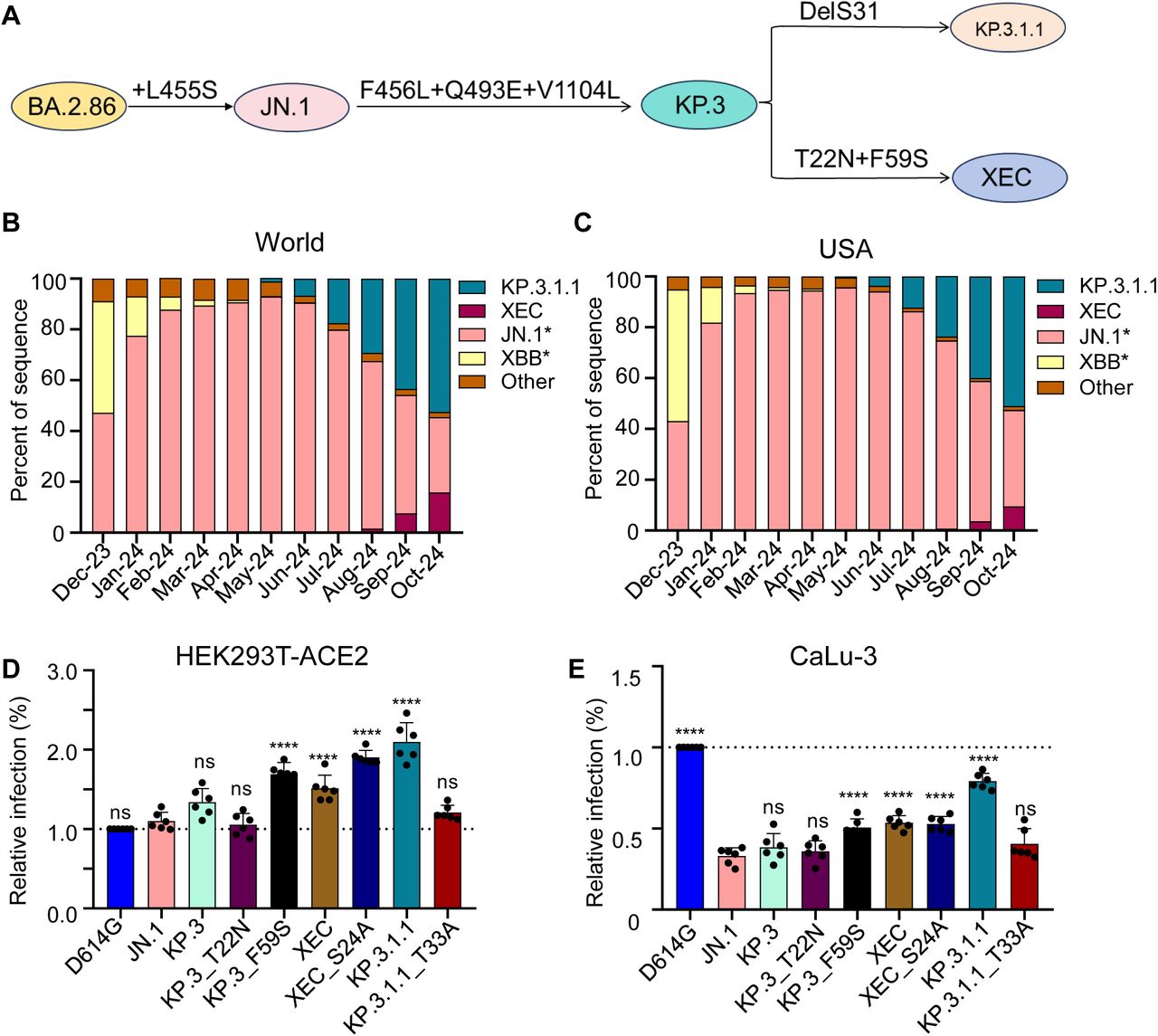 Mutations, circulation, and infectivity for JN.1-lineage variants XEC, KP.3.1.1 and KP.3.(A) Schematic depiction of spike-defining mutations and relationships of JN.1, KP.3, KP.3.1.1, and XEC. (B-C) Frequency of sequences of KP.3.1.1, XEC, JN.1, and XBB worldwide (B) and the United States (C) represented by percentage. (D-E) Relative infectivity of lentivirus pseudotypes bearing spikes of interest as determined by secreted Gaussia luciferase, with D614G set to 1.0 for comparison, in HEK293T cells expressing human ACE2 (D) and CaLu-3 cells (E). Bars represent means with standard deviation of 3 biological replicate and 6 separate luciferase readings. Significance was determined by repeated measures one-way ANOVA in comparison to JN.1 and represented as ns p > 0.05 and ****p < 0.0001.