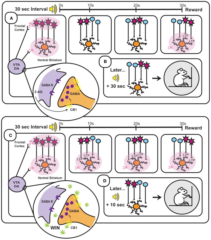 Based on the striatal beat frequency model of interval timing – a schematic representation of the neurobiology underlying interval timing during a typical 30 s fixed interval (A,B) and during a 30 s fixed interval following administration of the synthetic cannabinoid WIN 55,212-2 (WIN) (C,D). (A) At interval onset, phasic dopamine (DA) transmission resets the internal clock through synchronization of frontal cortical oscillators [depicted in (A) as simultaneously firing cells and illustrated as red cell bodies] and clears out the coincidence detector (ventral striatum). These phasic signals arise through burst firing of ventral tegmental area (VTA) DA cells, which is facilitated by endocannabinoid (2-AG)-mediated suppression of GABA release onto VTA DA neurons. As the 30 s interval progresses (illustrated in the three panels to the right depicting time points at 10, 20, and 30 s), the once synchronized cortical oscillators fall out of phase with one another at a reliable rate. Reward delivery at interval terminus results in phasic DA transmission within the ventral striatum that enhances LTP at active cortico-striatal synapses. (B) Later when the same (in this case auditory) stimulus signals interval onset, cortical oscillators exhibit characteristic periodicities and when the previously strengthened synaptic pattern active at interval terminus is encountered again (30 s after interval onset) its activation will promote reward seeking. (C) WIN administration results in phasic activation of VTA DA neurons through binding to CB1 receptors on VTA GABAergic neurons and thereby disinhibiting VTA DA transmission. Drug-induced aberrant DAergic activation throughout the interval induces LTP at cortico-striatal synapses active prior to reward delivery (illustrated in the three panels to the right depicting time points at 10, 20, and 30 s). (D) This Hebbian strengthening of synaptic activity characteristic of earlier time points within the interval promotes premature reward seeking following subsequent cue presentation.