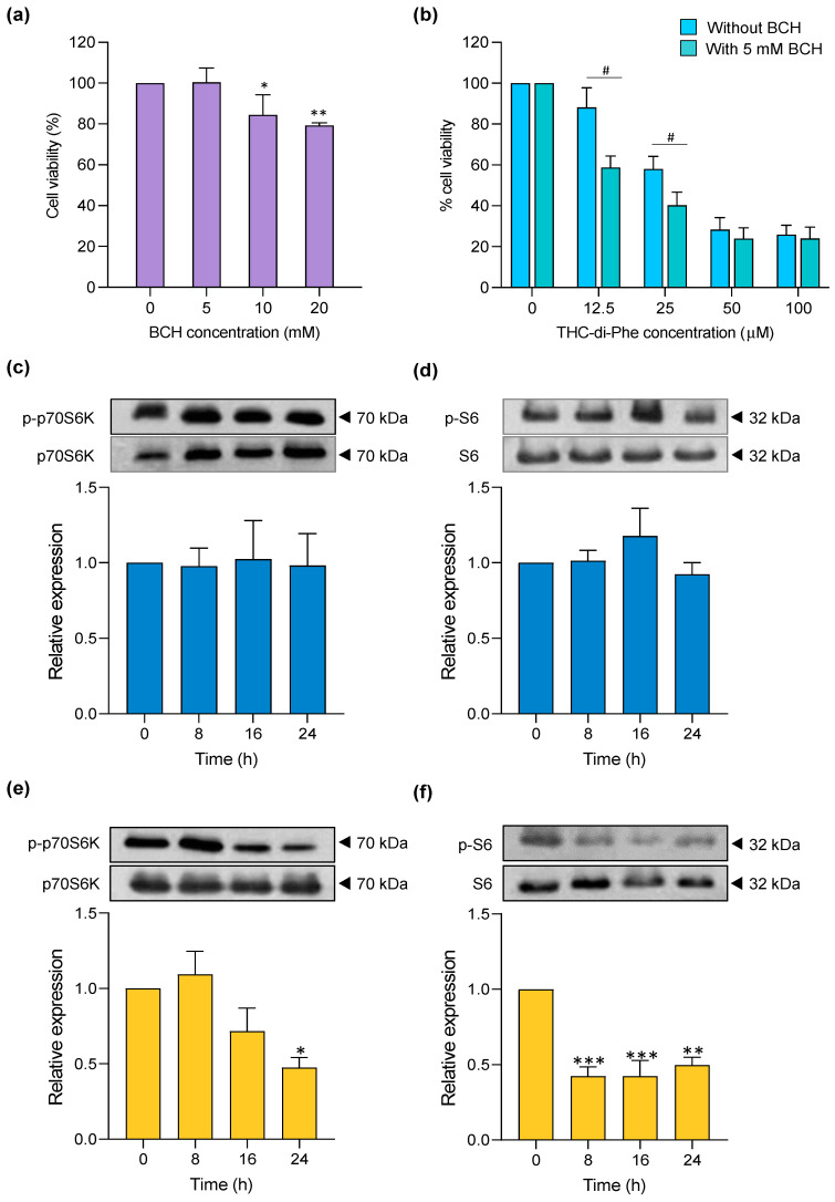 The role of THC-di-Phe on LAT1. (a) Cytotoxicity profiles of BCH, (b) cytotoxicity of THC-di-Phe with and without BCH incubation. (c–f) The role of THC-di-Phe in the regulation of the P70S6K/S6 pathway. (c,d) Phosphorylation profiles of THC and (e,f) THC-di-Phe at different time frames (0, 8, 16, and 24 h post-treatment). n = 3 independent experiments. Statistical analysis was performed using one-way ANOVA followed by Dunnett’s post hoc test. * p < 0.05, ** p < 0.01, and *** p < 0.001 compared to the control group. The cell viability with or without treatment with BCH was compared using the t-test. # p < 0.05 compared to cells treated without BCH.