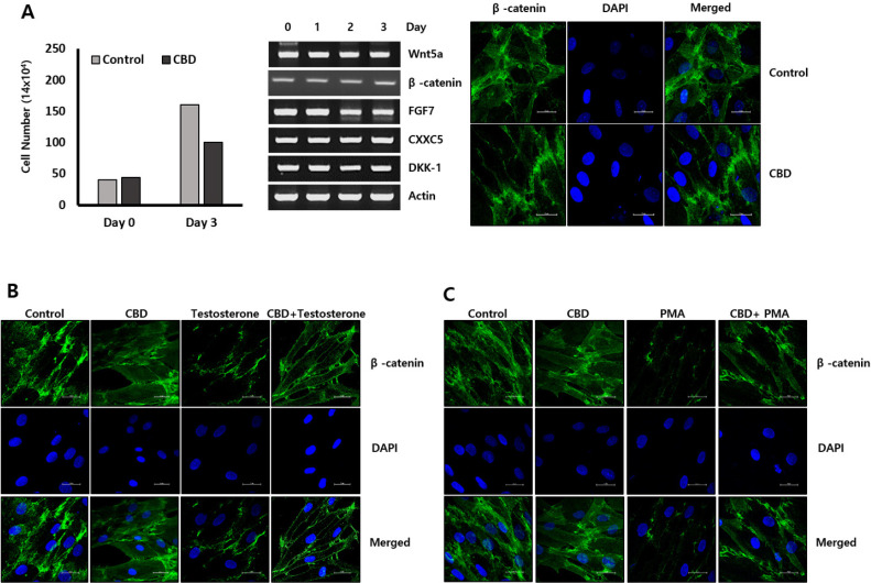 CBD treatment has no effect on gene expression, but restores the decreased β-catenin expression by testosterone and PMA. (A) Dermal papilla cells were treated with 20 μM CBD. Cell growth was slightly inhibited at 3 day incubation. RT-PCR and immunostaining experiment shows no distinct changes on β-catenin expression. (B) CBD was pretreated for 6 hr, and then treated with testosterone in dermal papilla cells. Immunostaining experiment was performed with β–catenin antibody. (C) PMA was also treated for 3 days after CBD pretreatment in dermal papilla cells.