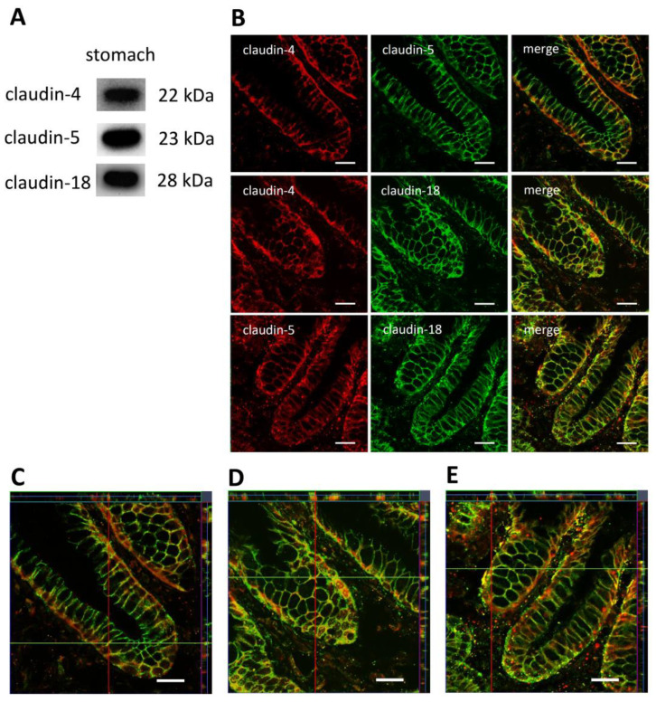 (A) Immunoblots of claudin-4, -5, -18 expression in porcine gastric tissue. (B) Localization of claudin-4, -5, -18 by confocal laser scanning immunofluorescence microscopy and (C–E) z-stacks of the respective claudin combinations; location of sections indicated by horizontal green and vertical red lines, respectively. Representative images (scale bars: 20 μm).