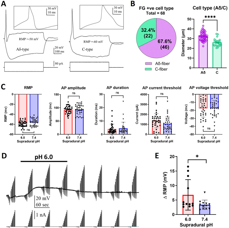Dural FG+ve Aδ- and C-type nociceptors isolated from supradural acid-treated mice exhibit enhanced responses to acid.A: Representative voltage responses of FG+ve Ad- and C-type TG neurons to depolarizing and hyperpolarizing current steps. Both cell types exhibit action potentials with a hump on the repolarizing phase. In addition, Ad neurons exhibit a voltage sag in response to hyperpolarizing current pulses, whereas C-type neurons do not. B: Size distribution of FG+ve Ad- and C-type TG neurons. **** P < 0.0001, (unpaired t-test t (66) = 5.501). C: Resting membrane potential (RMP) and action potential (AP) properties of FG+ve TG neurons from supradural pH 6.0- and 7.4-treated mice. Resting membrane potential (RMP). P = 0.0993, (unpaired t-test t (66) = 1.672). AP amplitude. P = 0.7286, (unpaired t-test t (66) = 0.3484). AP duration. P = 0.6897 (unpaired t-test t (66) = 0.4010). AP current threshold. P = 0.08, (unpaired t-test t (66) = 1.795). AP voltage threshold. P = 0.9120, (unpaired t-test t (66) = 0.110). pH 7.4-treated mice = 26 mice. pH 6.0-treated mice = 19 mice. D: Voltage responses of an FG+ve Ad-type TG neuron to depolarizing and hyperpolarizing current steps before, during, and after a 3-min bath perfusion of pH-6.0. E: Graph of depolarizing responses to bath application of pH-6.0 in FG+ve TG neurons from supradural pH 6.0- and pH 7.4-treated mice. * P = 0.0434, (unpaired t-test t (22) = 2.144). pH-7.4 = 8 mice. pH-6.0 = 11 mice.